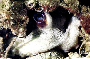 "Eye wide open" This Octopus keeps a watchful eye on me a... by Steven Anderson 